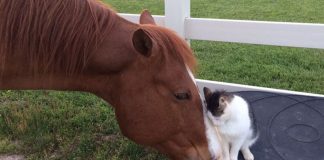 Unlikely Pals: Heartwarming Bond Between Tiny Cat and Dakota