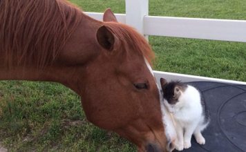Unlikely Pals: Heartwarming Bond Between Tiny Cat and Dakota