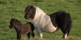 Discovering the Charm of Miniature Horses: Exciting Insights into 7 Captivating Facts About These Small Equines