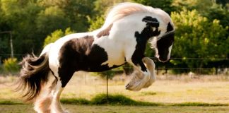 Uncovering the Splendid Gypsy Horse: A Story of Grace and Beauty (Video)