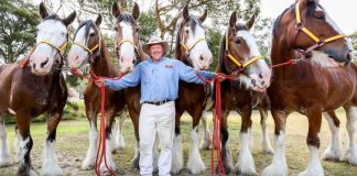 The End of an Epic Journey: CUB’s Clydesdale Horses Retire After 65 Years