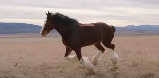 Budweiser’s Iconic Clydesdale Triumphs Over Injury in Emotional New Super Bowl Commercial