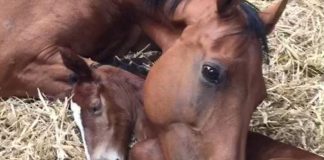 A Heartwarming Tale of Adoption: Mare Embraces Orphaned Foal After the Loss of Her Own Baby