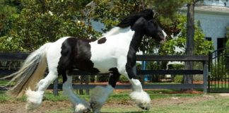 Unveiling the Magnificent Stallion: Witness the Graceful Dance of a Gypsy Vanner