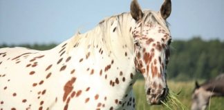13 Clear Signs a Horse is Happy