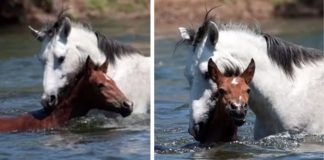 Protective Stallion Saves Young Filly in Epic Fashion