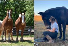 Gentle Giants Draft Horse Rescue: Giving Equines Bound For Slaughter A Chance At A Happy Life