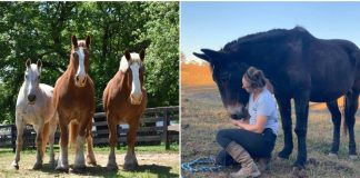 Gentle Giants Draft Horse Rescue: Giving Equines Bound For Slaughter A Chance At A Happy Life