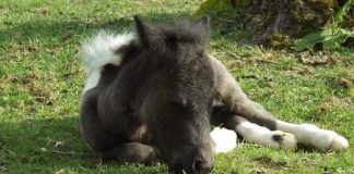 The Adorable Arrival of MicroBoo: The Newest Addition to the World’s Smallest Horse Family