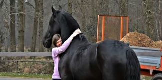 Friesian Fairytale: The Heartwarming Reunion of Amber and Seille