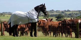Epic Display: Koning the Elegant Friesian Horse and the Curious Cows
