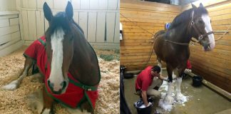 Behind The Scenes with the Budweiser Clydesdales: A Glimpse into the Glamorous Life of Equine Celebrities