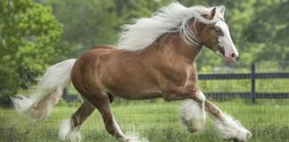 Chewbacca: The Rare Colored Charismatic Gypsy Vanner Horse