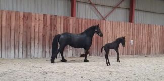 5-Day-Old Foal Adorably Explores Arena with Mom: A Heartwarming Tale of New Beginnings