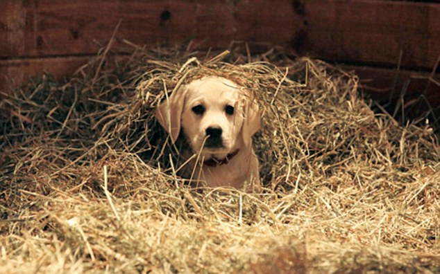 Heartwarming Tale: Budweiser's Lost Puppy Finds Its Way Home with the Help of Clydesdales 1 image 103 edited