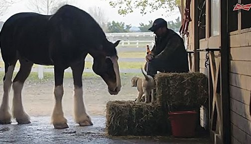 Heartwarming Tale: Budweiser's Lost Puppy Finds Its Way Home with the Help of Clydesdales 5 image 104