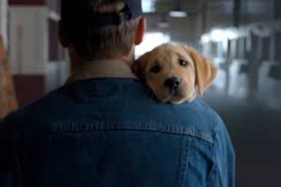 Heartwarming Tale: Budweiser's Lost Puppy Finds Its Way Home with the Help of Clydesdales 3 image 105