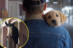 Heartwarming Tale: Budweiser's Lost Puppy Finds Its Way Home with the Help of Clydesdales 2 image 106