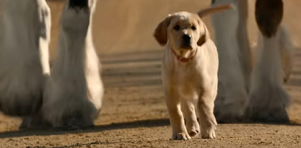 Heartwarming Tale: Budweiser's Lost Puppy Finds Its Way Home with the Help of Clydesdales 4 Budweiser