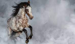 Spotted Horse Breeds: A Dazzling Tapestry of Equine Beauty 1 image 108