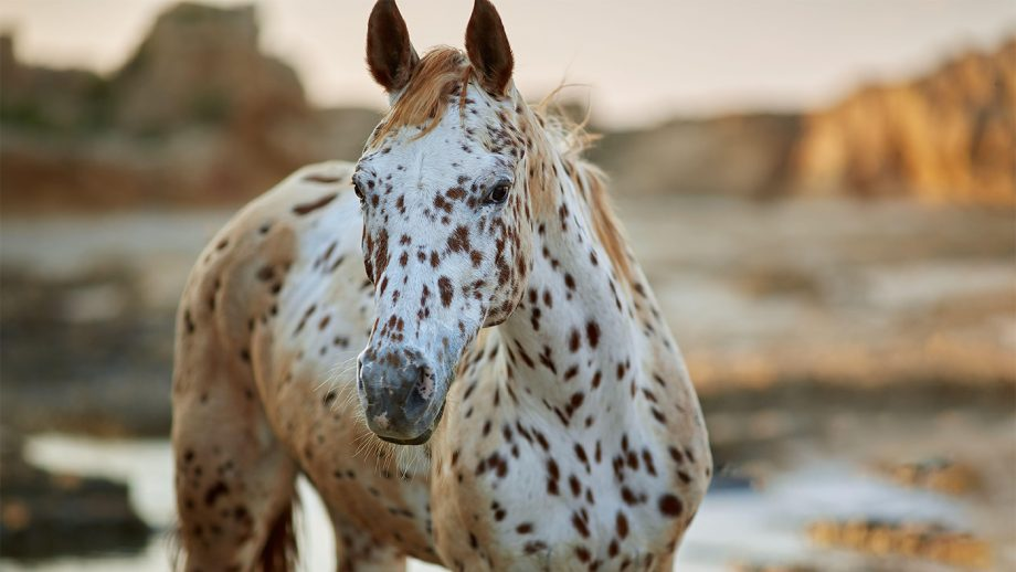 Spotted Horse Breeds: A Dazzling Tapestry of Equine Beauty 2 image 109