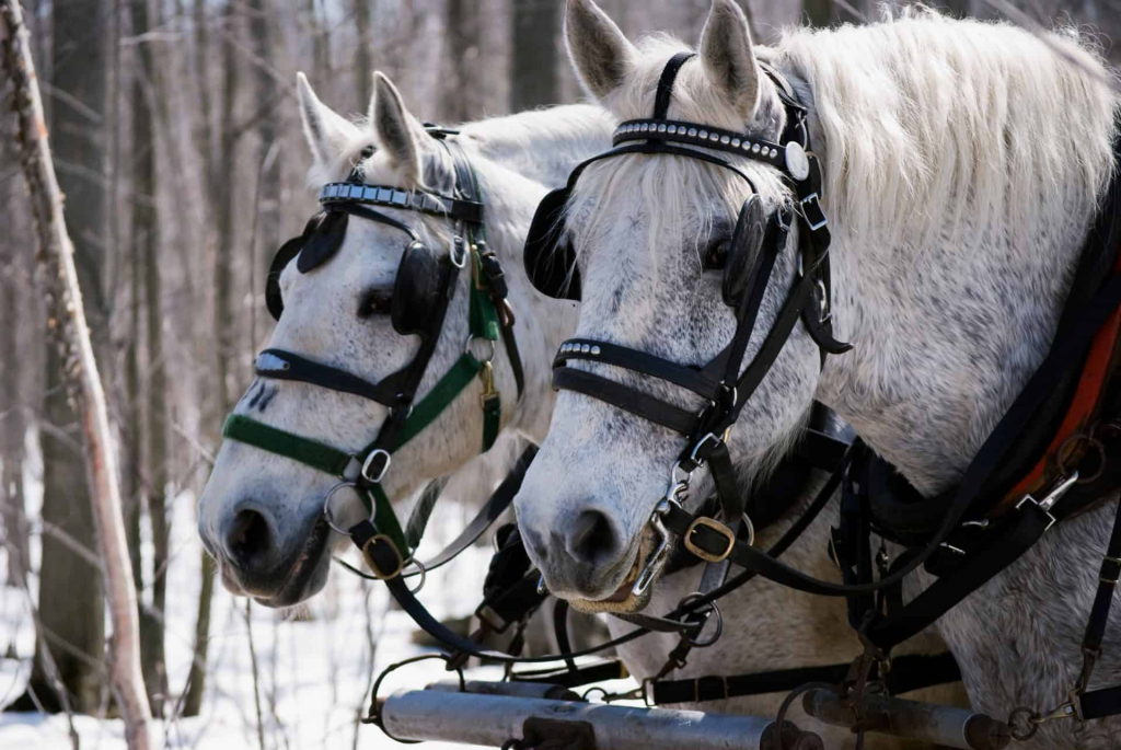 Unveiling the Majestic Percherons: A Chronicle of Power, History, and Grace 1 image 11
