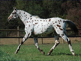 Spotted Horse Breeds: A Dazzling Tapestry of Equine Beauty 3 image 110