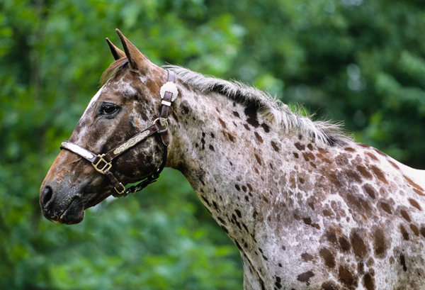 Spotted Horse Breeds: A Dazzling Tapestry of Equine Beauty 4 Spotted Horse