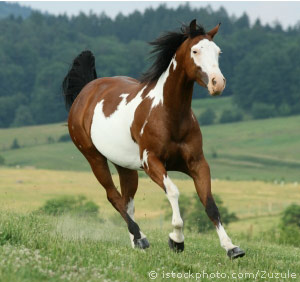 American Paint Horse: A Colorful Legacy 4 image 113