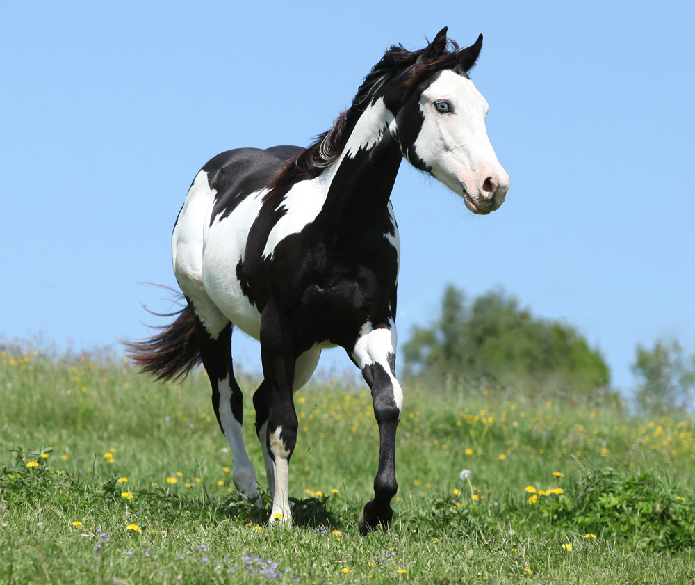 American Paint Horse: A Colorful Legacy 2 American Paint Horse