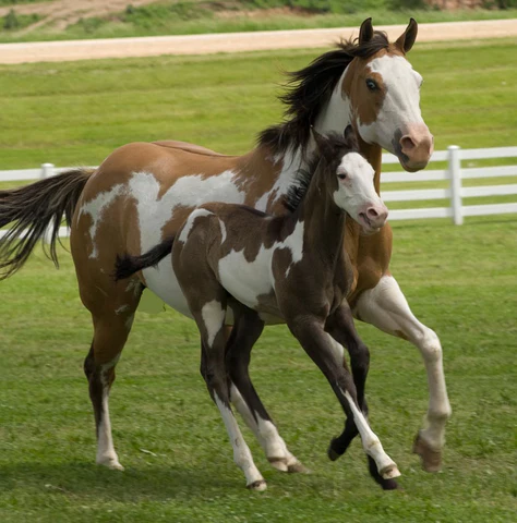 American Paint Horse: A Colorful Legacy 1 image 115