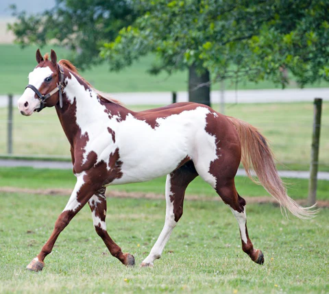 American Paint Horse: A Colorful Legacy 3 image 116