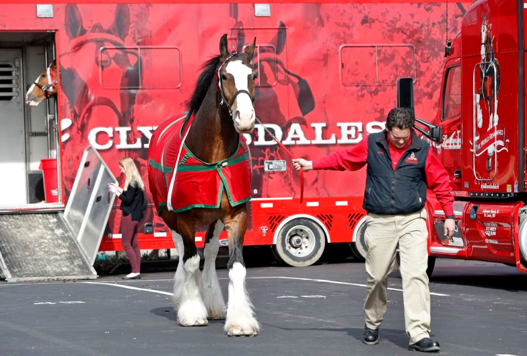 Iconic Budweiser's Heartwarming Super Bowl 58 Commercial Brings Back Beloved Clydesdales and Labrador Duo 1 Super Bowl