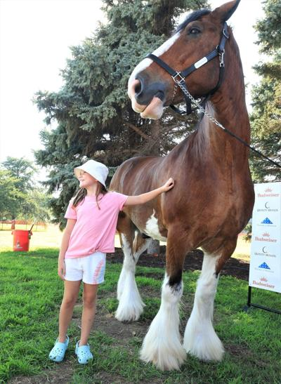 Gretna Days: Navigating Joy and Controversy with Budweiser Clydesdale's Arrival 1 Gretna Days