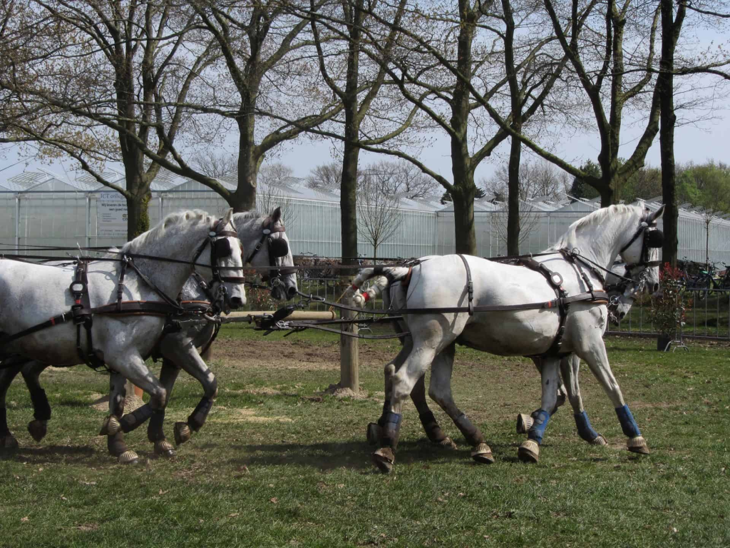 Unveiling the Majestic Percherons: A Chronicle of Power, History, and Grace 3 image 13