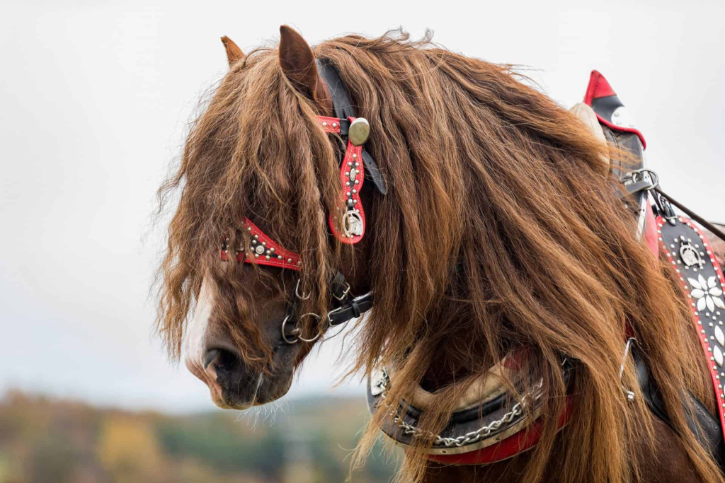 Unveiling the Majestic Percherons: A Chronicle of Power, History, and Grace 4 Percherons