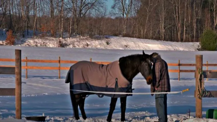 Epic Tale: The Inspirational Journey of a 40-Year-Old Horse and His Devoted 58-Year-Old Caretaker (Video) 3 Horse