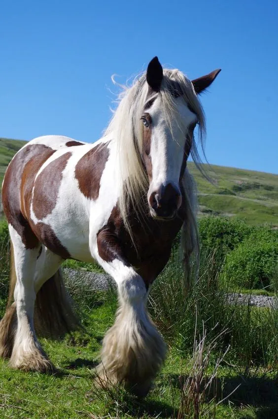 Uncovering the Splendid Gypsy Horse: A Story of Grace and Beauty (Video) 1 Gypsy Horse