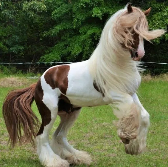 Uncovering the Splendid Gypsy Horse: A Story of Grace and Beauty (Video) 2 Gypsy Horse