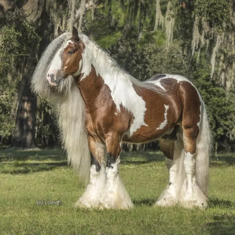 Uncovering the Splendid Gypsy Horse: A Story of Grace and Beauty (Video) 3 Gypsy Horse