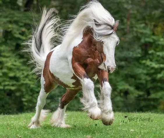 Uncovering the Splendid Gypsy Horse: A Story of Grace and Beauty (Video) 4 Gypsy Horse