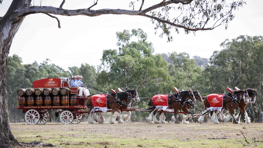 Clydesdale 