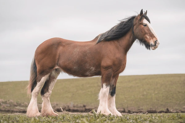 Budweiser