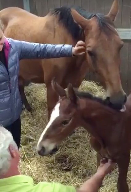 A Heartwarming Tale of Adoption: Mare Embraces Orphaned Foal After the Loss of Her Own Baby 1 foal