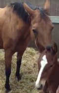 A Heartwarming Tale of Adoption: Mare Embraces Orphaned Foal After the Loss of Her Own Baby 2 foal