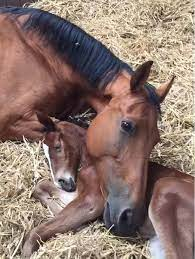 A Heartwarming Tale of Adoption: Mare Embraces Orphaned Foal After the Loss of Her Own Baby 3 image 163