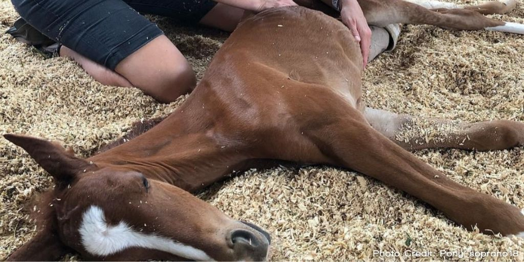 A Heartwarming Tale of Adoption: Mare Embraces Orphaned Foal After the Loss of Her Own Baby 4 image 164