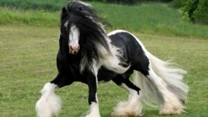 Gypsy Vanner