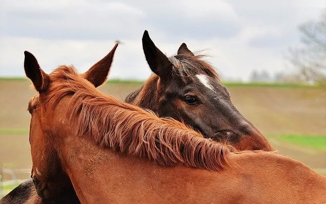 horse