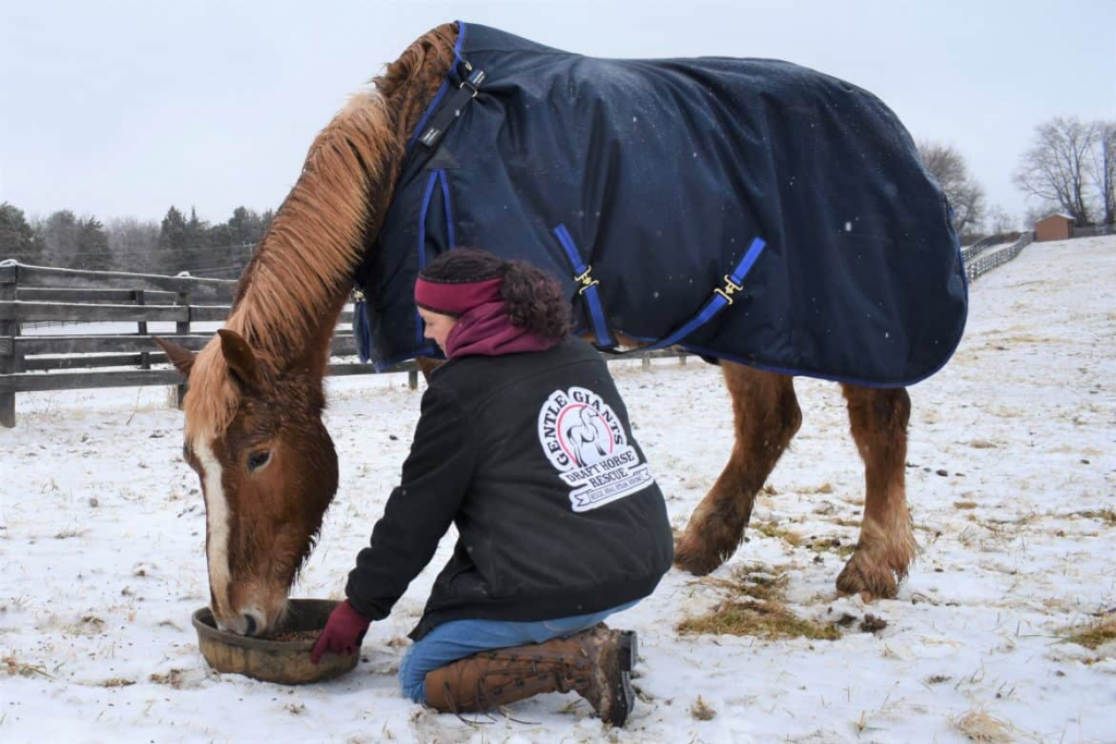 Draft horse